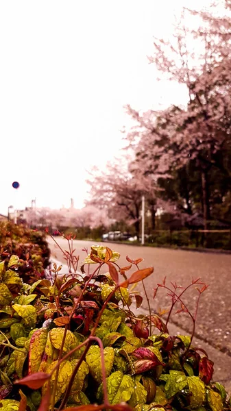 Flores Cerezo Están Floreciendo Pueblo Kyoto Este Pueblo Muy Tranquilo — Foto de Stock