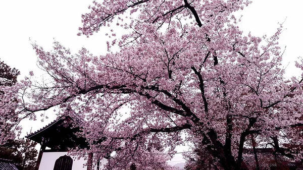 京都の村には桜が咲き 曇りの日にはとても落ち着いた村です — ストック写真