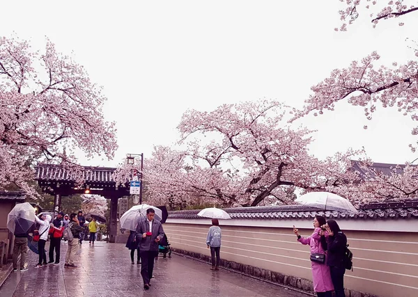 2019年4月8日京都 雨が降っているので傘を使いながら歩いています 京都の春への移行期ですが まだ桜が咲いています — ストック写真