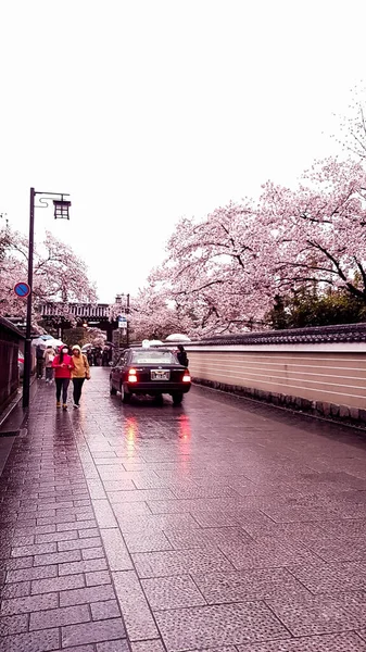 2019 때문에 우산을 사용하며 사람들도 있습니다 교토에서 봄으로 과도기지만 벚꽃은 — 스톡 사진
