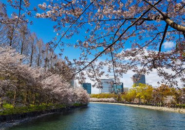 Osaka Kalesi 'nin etrafındaki parkın bir köşesinden bir manzara, sakin mavi bir nehrin kıyısında çok güzel pembe çiçekler açan kiraz ağaçları..
