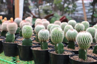 Parodia leninghausii, Sarı Kule Kaktüsü, Leninghausii Kaktüsü, Limon Kaktüsü ve Altın Top Kaktüsü olarak bilinir. Bu kaktüs Jakarta 'da bir botanik sergisinde satıldı..