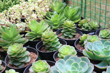 Jakarta 'da bir botanik sergisinde satılık mini kaplarda kaktüs bitkileri. Echeveria elegans adında sulu bir bitki, yapraklar birbirine yakın ve pembe bir sapı saran bir gül şeklinde..
