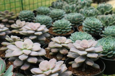 Jakarta 'da bir botanik sergisinde satılık mini kaplarda kaktüs bitkileri. Echeveria elegans adında sulu bir bitki, yapraklar birbirine yakın ve pembe bir sapı saran bir gül şeklinde..