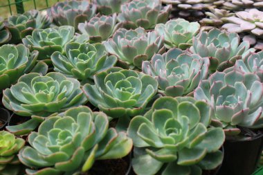 Jakarta 'da bir botanik sergisinde satılık mini kaplarda kaktüs bitkileri. Echeveria elegans adında sulu bir bitki, yapraklar birbirine yakın ve pembe bir sapı saran bir gül şeklinde..