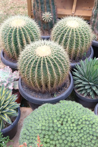 Echinocactus Grusonii Kroenleinia Grusonii Popolarmente Noto Come Cactus Barile Oro — Foto Stock