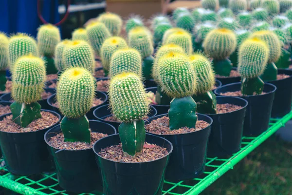 Cactus Noto Come Parodia Leninghausii Conosciuto Come Yellow Tower Cactus — Foto Stock