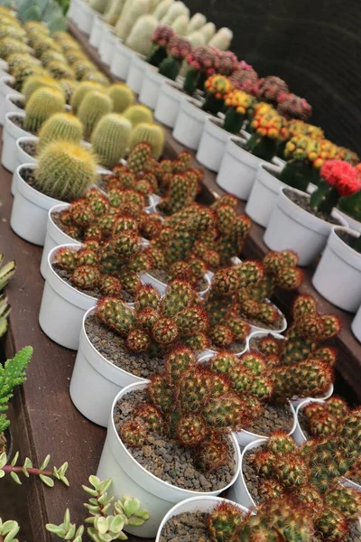 Kaktusz Növények Mini Edényekben Eladó Egy Botanikai Kiállítás Jakarta Kaktusz — Stock Fotó