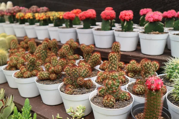 Kaktusz Növények Mini Edényekben Eladó Egy Botanikai Kiállítás Jakarta Kaktusz — Stock Fotó