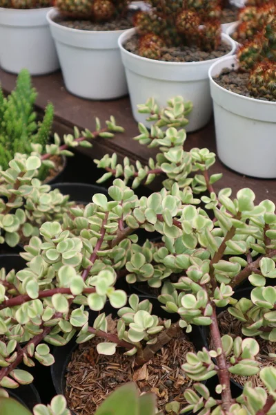 Piante Cactus Mini Vasi Vendita Una Mostra Botanica Jakarta Portulacaria — Foto Stock