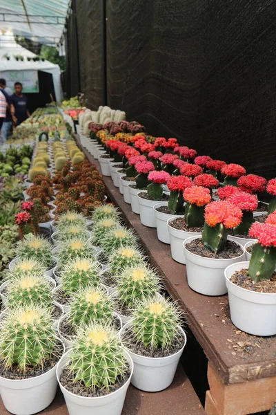 Jakarta Bir Botanik Sergisinde Satılık Mini Kaplarda Kaktüs Bitkileri Fotoğrafta — Stok fotoğraf