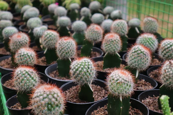 Kaktusz Növények Mini Edényekben Eladó Egy Botanikai Kiállítás Jakarta Név — Stock Fotó