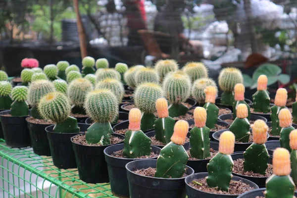 Piante Cactus Mini Vasi Vendita Una Mostra Botanica Jakarta Questa — Foto Stock