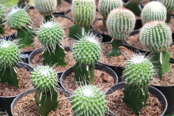 Plantas Cactus Mini Macetas Venta Una Exposición Botánica Yakarta Con —  Fotos de Stock