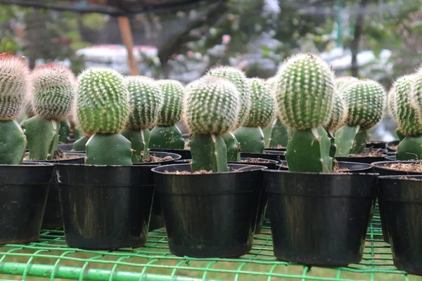 Cactus Conocido Como Parodia Leninghausii Conocido Como Cactus Torre Amarilla —  Fotos de Stock