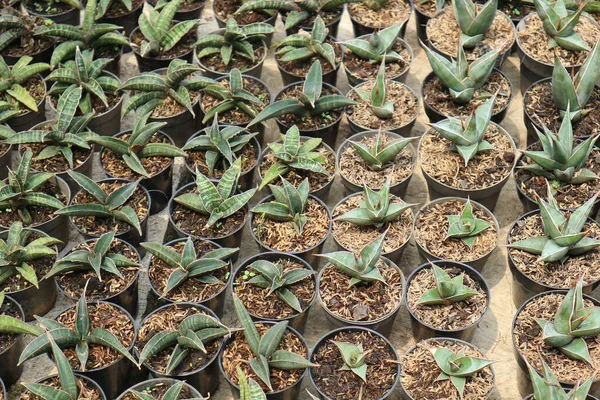 Jakarta Bir Botanik Sergisinde Satılık Mini Kaplarda Kaktüs Bitkileri Sansevieria — Stok fotoğraf