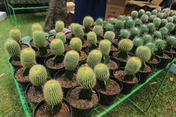 Cactus Noto Come Parodia Leninghausii Conosciuto Come Yellow Tower Cactus — Foto Stock
