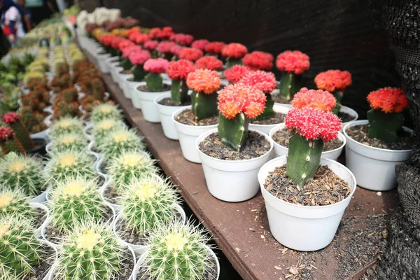 Kaktusz Növények Mini Edényekben Eladó Egy Botanikai Kiállítás Jakarta Képen — Stock Fotó