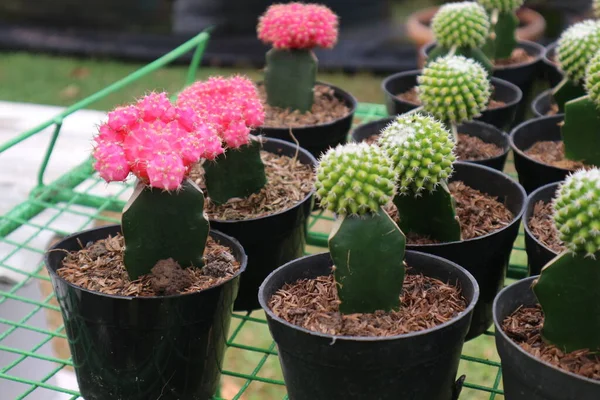 Gymno Shocking Pink Cactus Plant Tipo Cactus Gymno Que Tiene —  Fotos de Stock