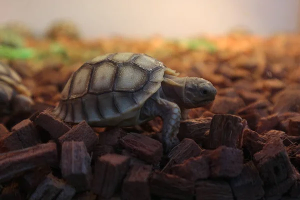 Sulcata Baby Tortoises Have Grooves Deep Lines Shells Turtle Also — Stock Photo, Image