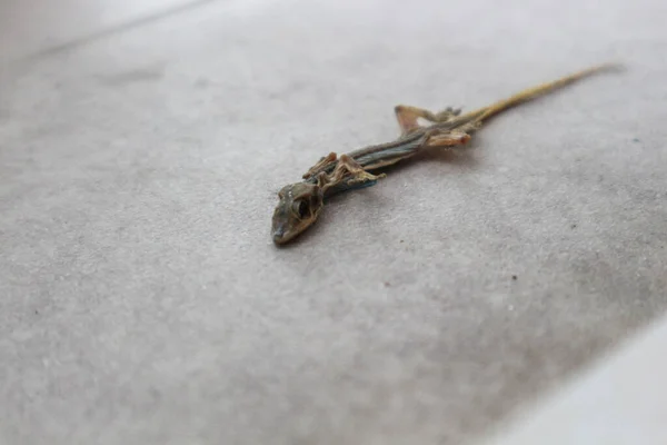 一个长期死亡的蜥蜴正开始干枯 你可以看到尸体的骨骼和细节 很恶心 — 图库照片