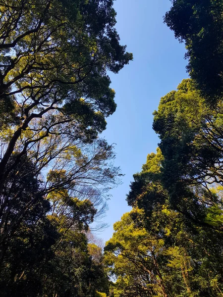 메이지 신사는 숲으로 유명하다 토쿄에서 하라주쿠 숲으로 도알려져 — 스톡 사진
