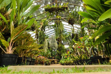 Çok gür bir bahçede çeşitli bitkilerle dolu bir patika ya da yürüyüş yolu. Çimentodan yapılmış, kutuya konmuş ve çimlerin üzerine konmuş..