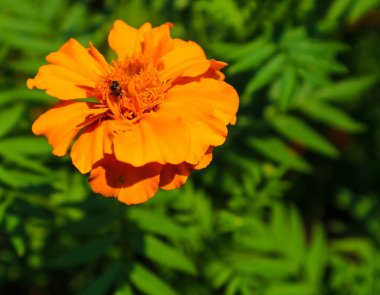 Bu Marigold bitkisinin üzerinde arı olan bir fotoğrafı. Bu bitkiye genellikle Aztek kadife çiçeği denir, Meksika kadife çiçeği, büyük kadife çiçeği, Meksika 'ya özgü bir bitki türüdür..
