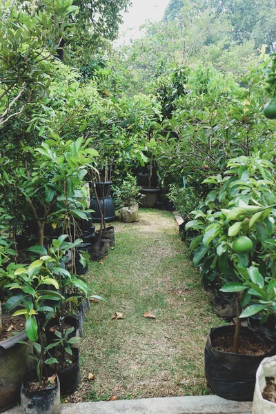 Μονοπάτι Διάδρομος Έναν Καταπράσινο Κήπο Διάφορα Φυτά Κατασκευασμένο Από Τσιμέντο — Φωτογραφία Αρχείου