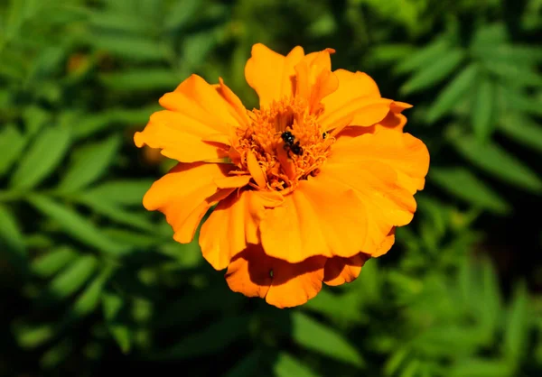 Esta Uma Foto Planta Marigold Com Uma Abelha Nela Esta — Fotografia de Stock