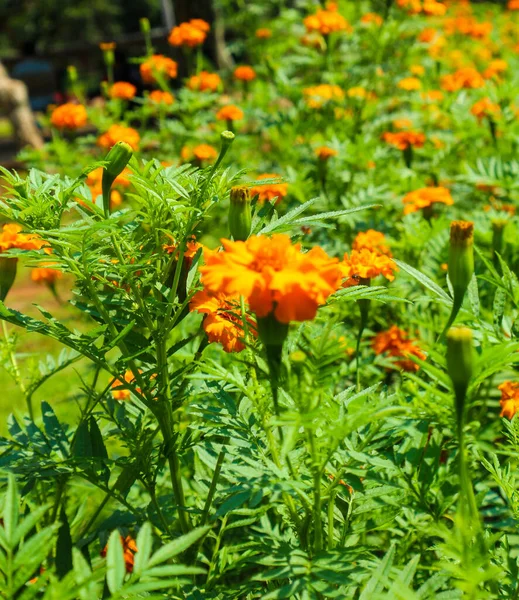 Egy Kép Marigold Növényről Amin Egy Méh Van Ezt Növényt — Stock Fotó