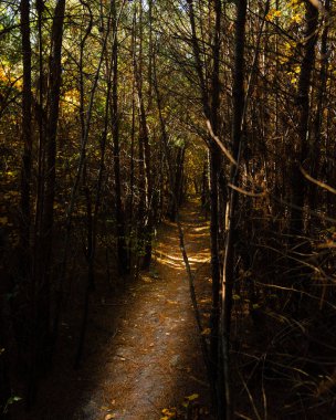 Ağaçlar ve sonbahar ormanında bir patika. Yüksek kalite fotoğraf
