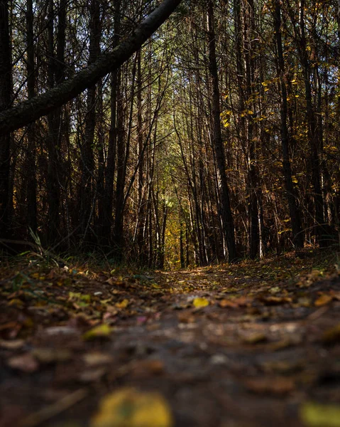 Ağaçlar ve sonbahar ormanında bir patika. Yüksek kalite fotoğraf