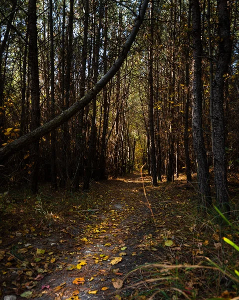 Ağaçlar ve sonbahar ormanında bir patika. Yüksek kalite fotoğraf