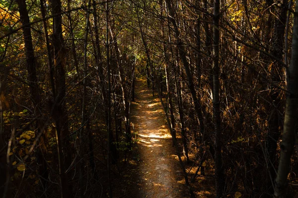 Ağaçlar ve sonbahar ormanında bir patika. Yüksek kalite fotoğraf
