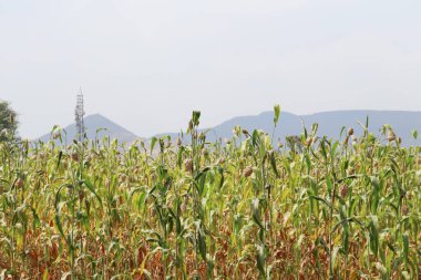 Jowar 'ın görüntüsü - Sorghum Hindistan' da kullanılan bir tahıl, tamamen yetişmiş ekinlerle