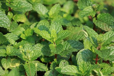 Tulsi yapraklarını metin veya karışıklık için yeşil arkaplan olarak düzenle