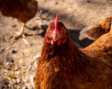 Yeşillik çiftliğinde kamera lensinden tavuk yakalanmış..