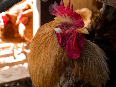 Rooster glancing around while hens sunbathe in the background.