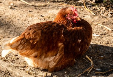 Tavuk, çiftlikte güneşleniyor..