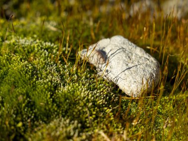 Kışın sonunda filizlenen yosunlar kayayı ele geçirdi.