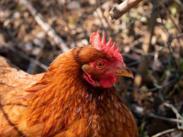 Close up of domestic chicken on the free range farm.