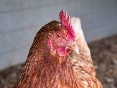 Chicken glancing at camera lens
