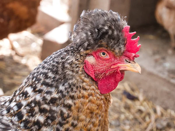 Chicken hen glancing sideways at camera lens