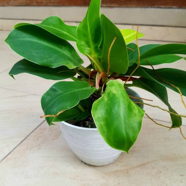 Güzel Philodendron 