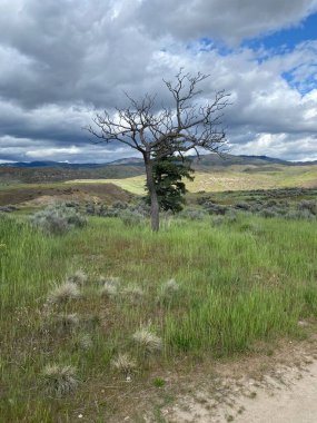 Dağın tepesindeki verimsiz ağacın güzel görüntüsü.