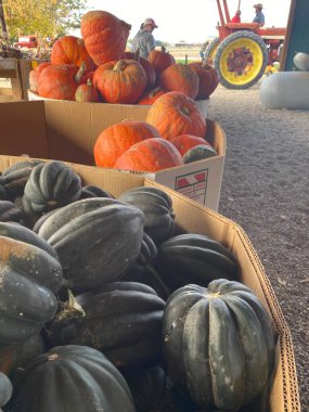 Çiftçi pazarı sukabağı gibi.