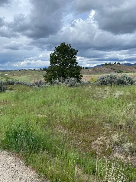 Pine tree alone in the foothills