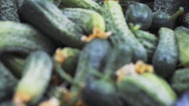 Yeni toplanmış organik salatalıklar.