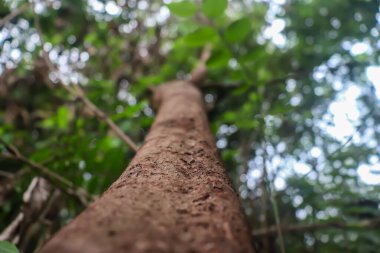 Kurak mevsim nedeniyle ağaç kabuğundan soyulmuş bir ağaç gövdesinin resmi.